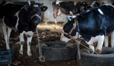 Depremzede besicilerden üretime kamu desteği talebi