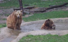 Küresel ısınma ayılara kış uykusunu unutturdu